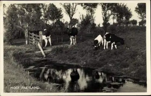 Ak Mooi Friesland, Kühe