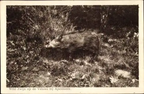 Ak Apeldoorn Gelderland , Wildschwein im Wald