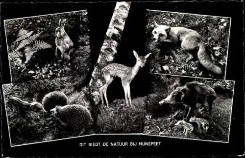 Ak Nunspeet Gelderland, Natur, Fuchs, Hase, Wildschwein