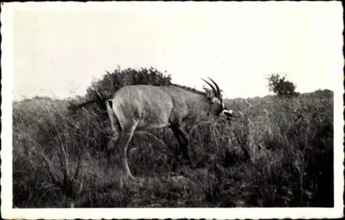 Ak Nord Kamerun, Antilope