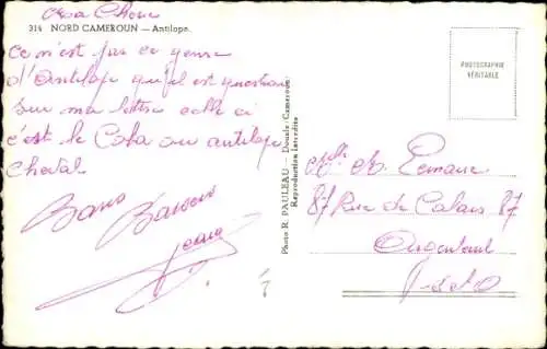 Ak Nord Kamerun, Antilope