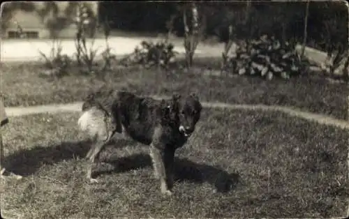 Ak Hund auf der Wiese, Tierportrait