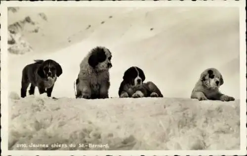 Ak Junge Bernhardiner, Hunde, Welpen im Schnee