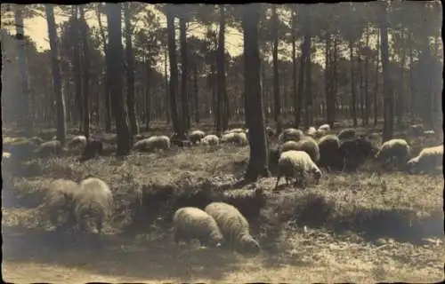 Ak Schafe auf einer Lichtung in einem Wald