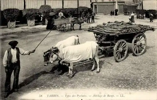Ak Tarbes Hautes Pyrénées, Types des Pyrénées, Attelage de Baufs