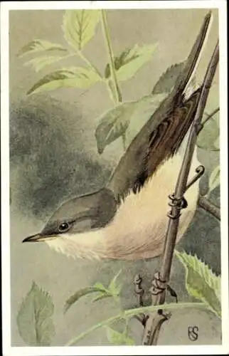 Künstler Ak Vogel, Grasmus, Sylvia communis