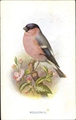 Künstler Ak Bullfinch, Gimpel