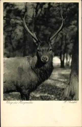 Ak König des Harzwaldes, Ein kapitaler Hirsch steht im Wald.