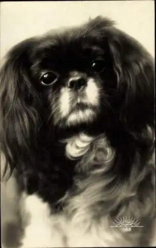 Ak Hund, Pekinese, Tierportrait