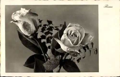 Ak Blühende Rosen, Blumen