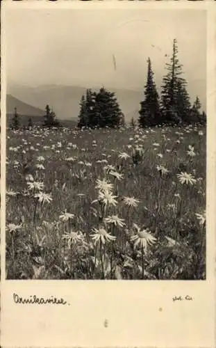 Ak Blumenwiese, Margeriten