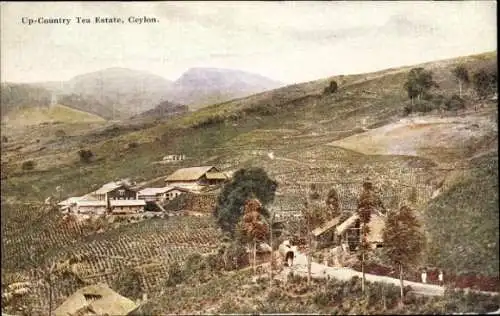 Ak Nuwara Eliya Sri Lanka, Up-Country Teeplantage, Ceylon, sanfte Hügel, historische Gebäude
