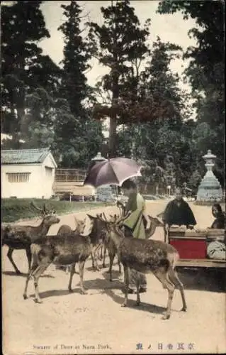 Ak Nara Präfektur Nara Japan, Herde von Rehen, Frau mit Regenschirm, Mann am Wagen