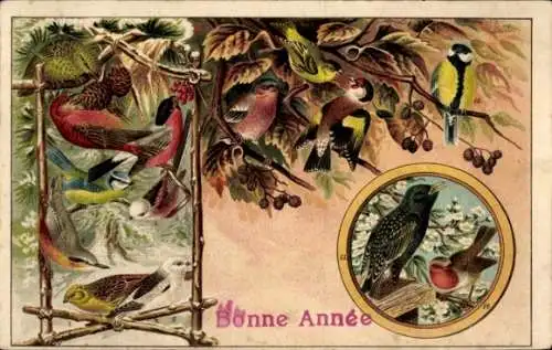 Ak Vögel, verschiedene Arten