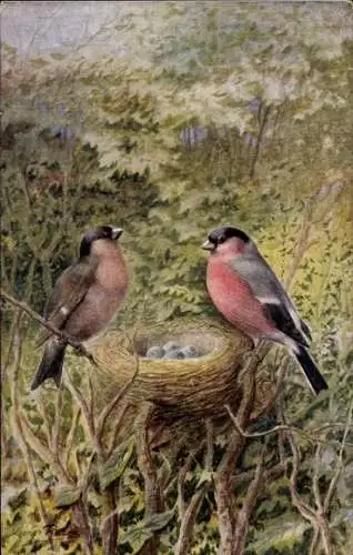 Künstler Ak Vögel, Gimpel, Vogelnest, Eier