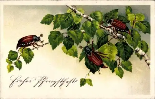 Ak Frohe Pfingsten, Drei Maikäfer auf einem Birkenast