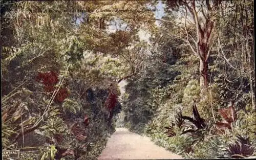 Ak Kandy Sri Lanka Ceylon, Peradeniya, Botanischer Garten