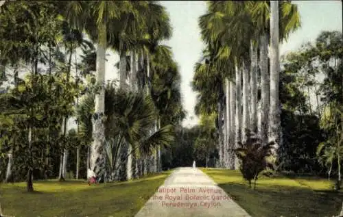 Ak Peradeniya Ceylon Sri Lanka, Talipot Palm Avenue, Botanischer Garten
