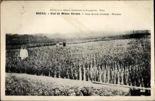Ak Brasilien, Etat de Minas Geraes, Une ferme modele, Riziere