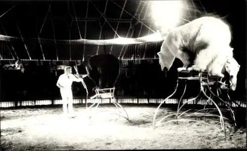 Foto Zirkus Barum, Eisbären-Dressur, Braunbär, Dompteur