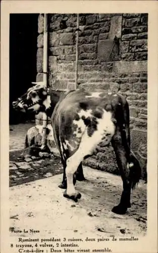 CPA Ruminant possédant 3 cuisses, deux paires de mamelles 8 trayons, 4 vulves, 2 intestins