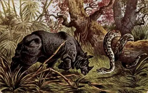 Künstler Ak Perlberg, F., Nashorn greift eine Schlange an