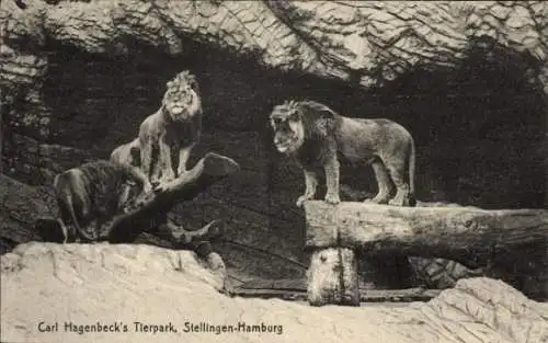 Ak Hamburg Eimsbüttel Stellingen, Car Hagenbeck´s Tierpark, Löwen