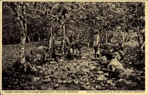 Ak Bamum Kamerun, Produktion Kakao, Kakaobäume, Landschaft, Pflanzen, Menschen