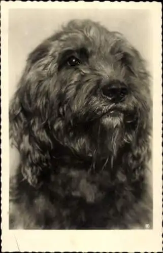 Ak Hund schaut nach oben, Tierporträt