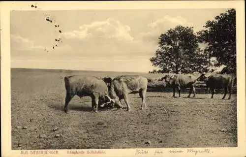 Ak Siebenbürgen, Kämpfende Büffelstiere