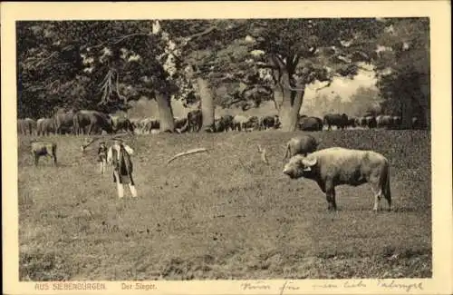 Ak Siebenbürgen, Sieger, Rinder, Landwirtschaft