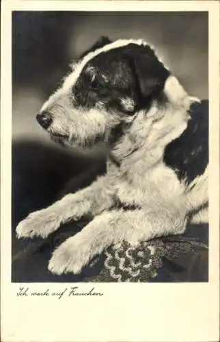 Ak Terrier, Hund, Tierporträt