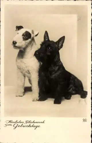 Ak Einig, Zwei Terrier, Hundeportrait, Sitzend, Scottish Terrier