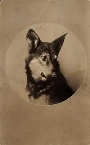 Ak Hund schaut nach unten, Porträt