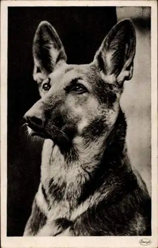 Ak Deutscher Schäferhund, Hundeportrait
