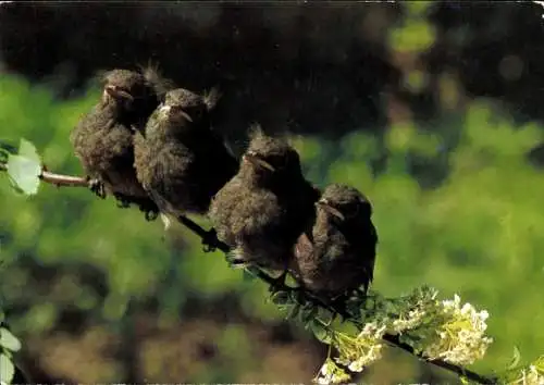Ak Vier junge Vögel am Baum, Jungtiere