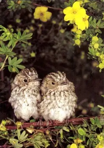Ak Zwei junge Vögel am Baum, Jungtiere, Gelbe Blumen