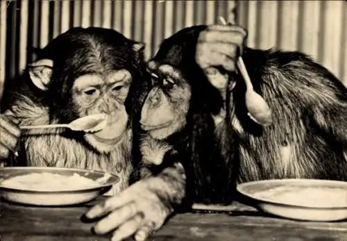 Ak Schimpansen beim Essen, Portrait