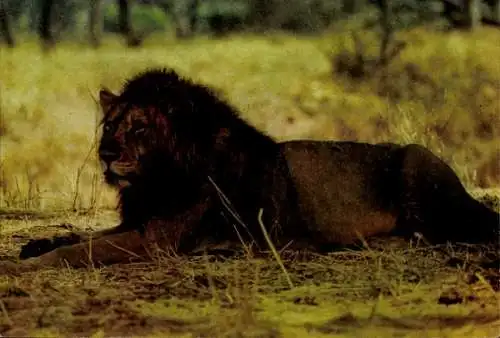 Ak Massai-Löwe, Afrikanische Tierwelt