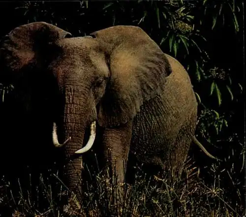 Ak Afrikanischer Steppenelefant, Elefant