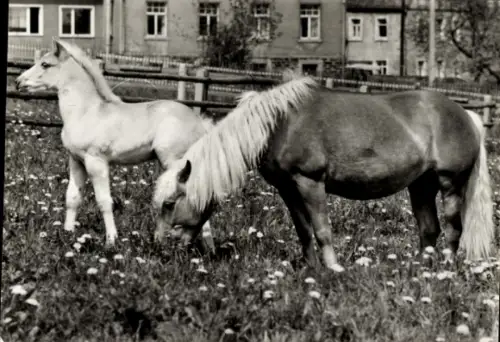Ak Grasende Pferde, Haflinger, Stute mit Fohlen