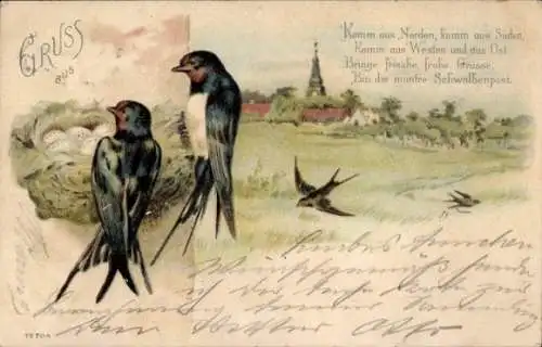 Litho Schwalben, Vogelnest, Komm aus Norden, komm aus Süden...