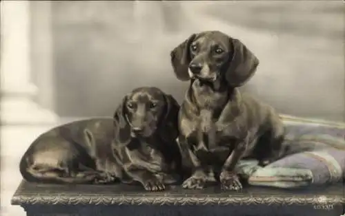 Ak Zwei Dackel, Hund-Porträt