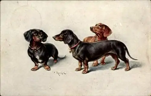 Künstler Ak Reichert, C., Drei Dackel, Hundeportrait