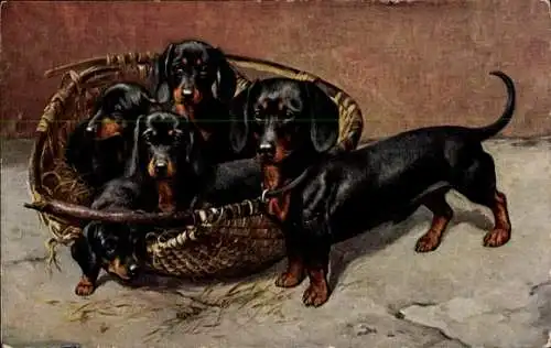 Ak Dackel-Familie, Welpen im Korb
