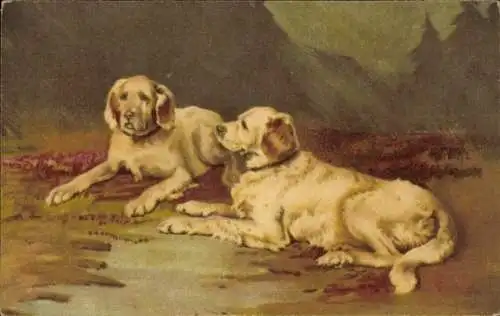 Künstler Ak Maguire, Zwei weiße Hunde