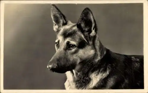 Ak Schäferhund, Tierporträt