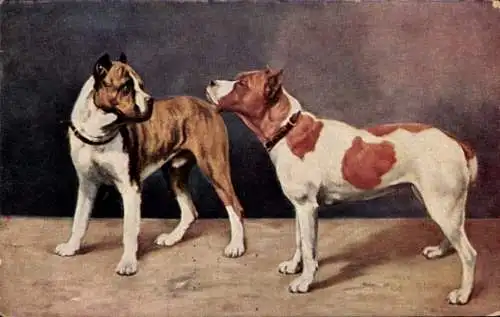 Ak Zwei Hunde, Boxer