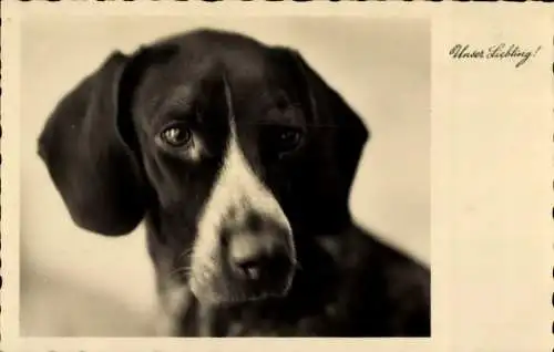 Ak Unser Liebling, Tier-Porträt