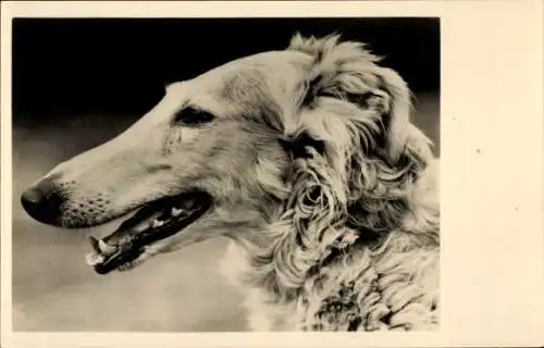 Ak Deutscher Windhund, Hundeportrait